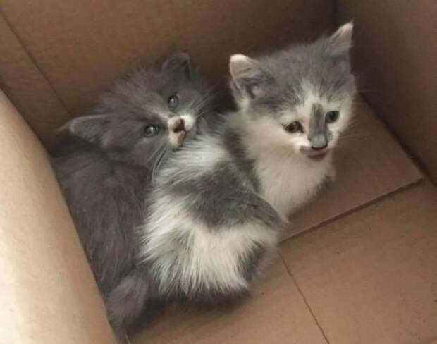 Без кота и жизнь не та