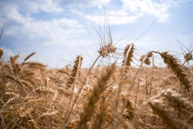 «Ъ»: Турция приостановит импорт пшеницы с 21 июня до 15 октября