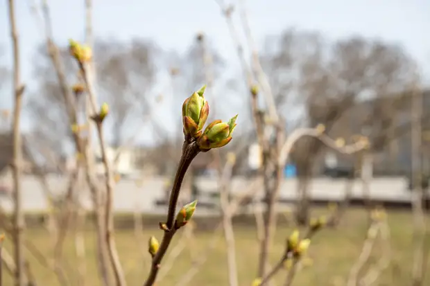 Из-за воздушного потока с Гольфстрима в Тульской области потеплеет до +15 градусов