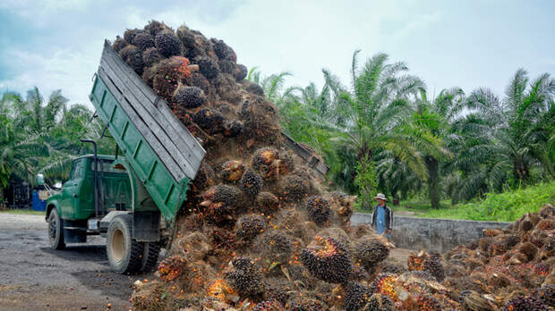 Слово в защиту пальмового масла