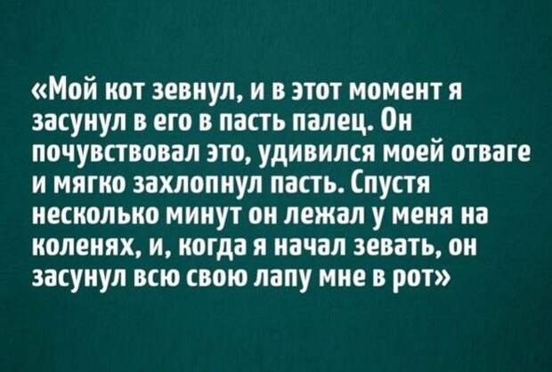 Животные часто умнее, чем некоторые люди ;-)