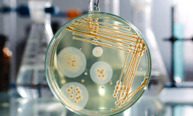 Ученые нашли природный заменитель привычному антибиотику из аптеки