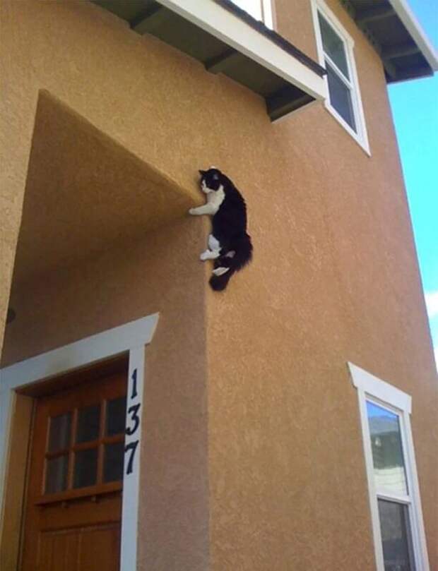 Фотография: Притяженья больше нет: 30 котиков, которые плевать хотели на законы физики №9 - BigPicture.ru
