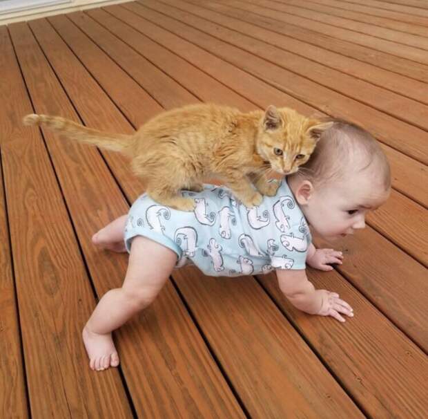 Котики, которые находятся в самых неожиданных местах