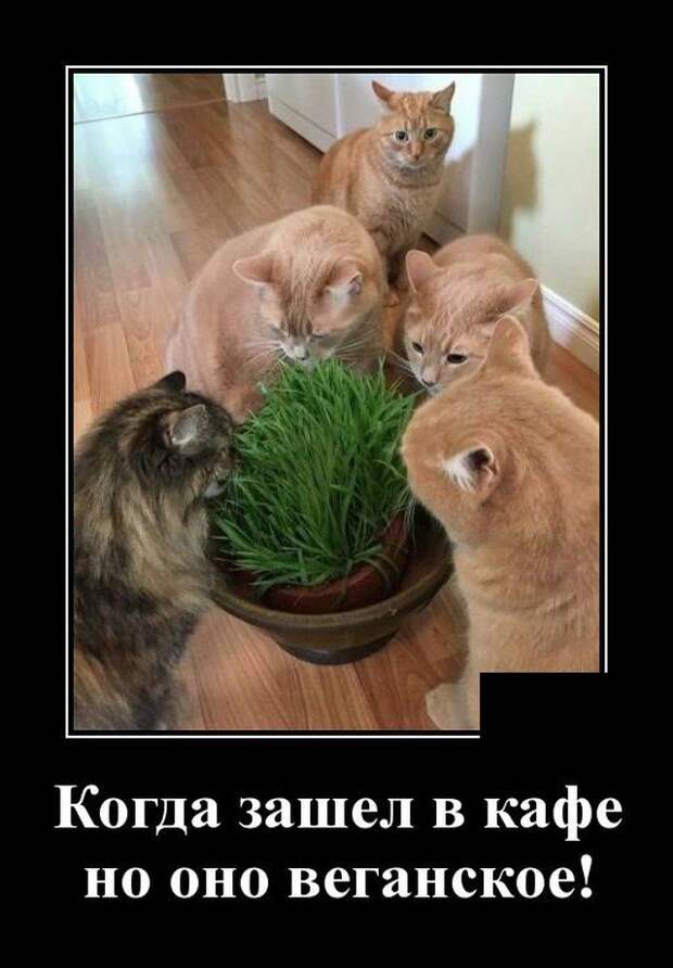 demotivatory-demotivator-smeshnye-demotivatory-demotivator-so-smyslom