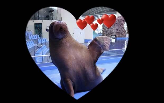 Любовь на расстоянии: морж Миша из Владивостока покорил сердце столичной моржихи
