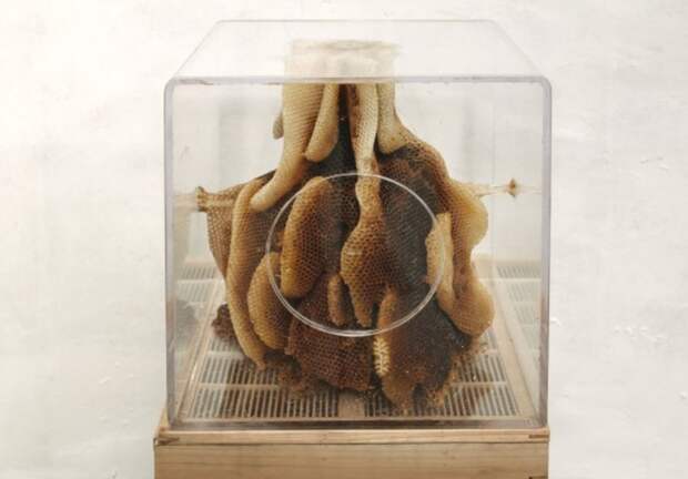 Восковые карты японского пчеловода Восковые карты японского пчеловода воск, карта, пчела, скульптура