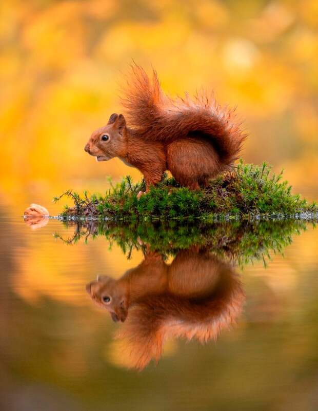 Потрясающие белки