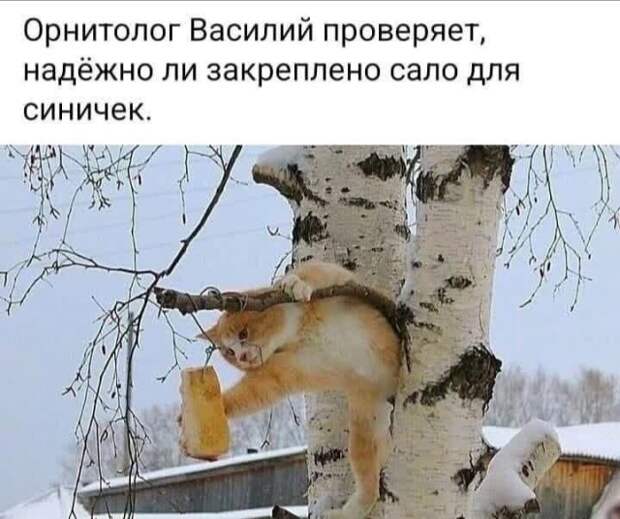 Прикольные фотомемы