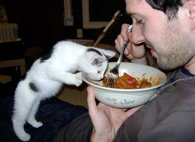 Мужчина и котенок едят из одной тарелки, фото фотография картинка