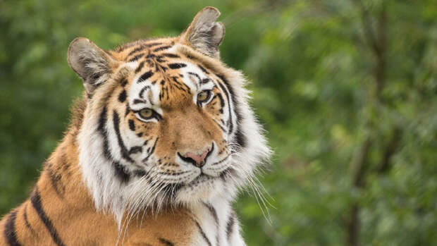 Фотоловушки в Приморье засняли спящего на ходу тигра и любующегося хвостом леопарда