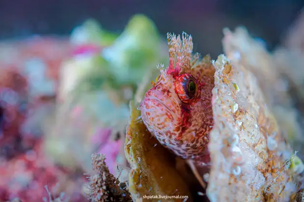 ����������� ������� ����� ����������� �� ������ ��������