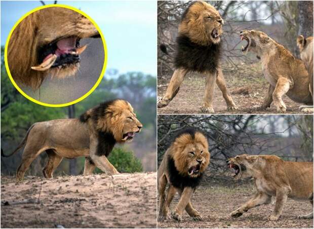 Царь зверей потерял зуб после схватки с львицей животные, зуб