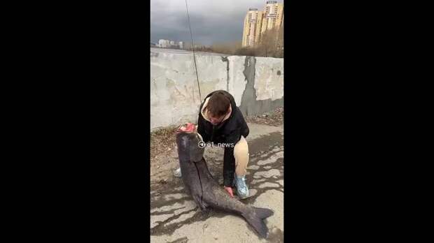 Video: е1.mp4