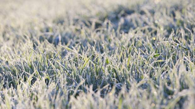 Россиянам объяснили, в какие регионы придут первые заморозки