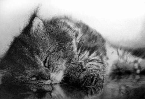 Восхитительные карандашные коты Пола Ланга (30 работ)