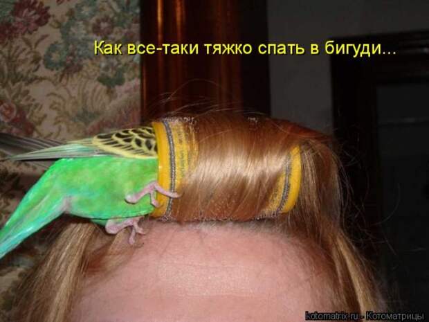 Лучшие котоматрицы недели (50 фото)