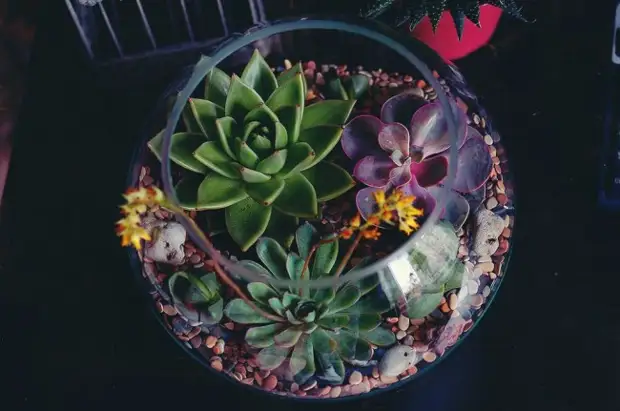 Флорариум своими руками: пошаговый мастер-класс по созданию потрясающего мини-сада за стеклом