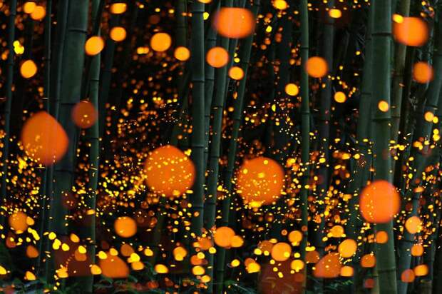 Long Exposure Of Fireflies In A Forest, Japan