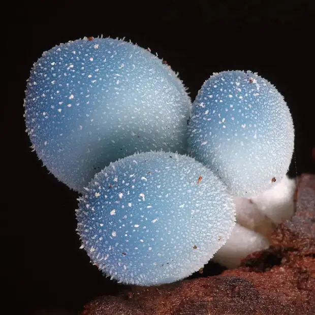 Фантастические грибы причудливых форм и раскрасок