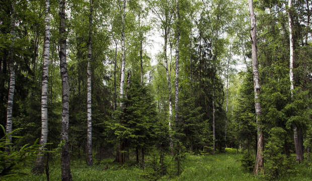 Молодой смешанный лес