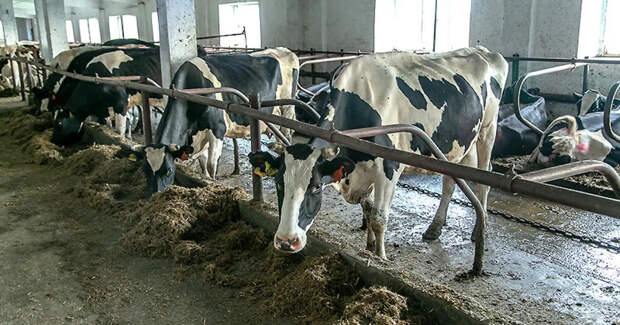 Ветслужба Новосибирской области разъяснила жителям причины жёсткого карантина