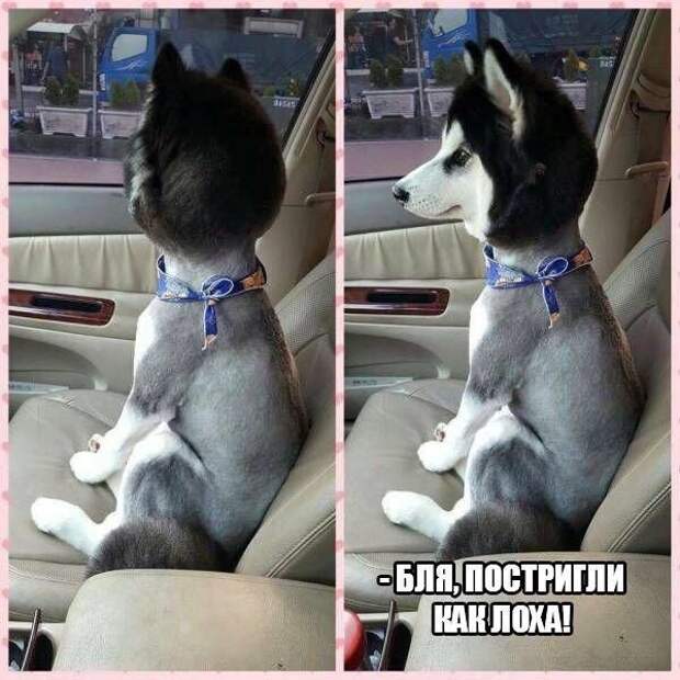 Немного прикольных картинок веселые картинки, приколы, сиськи, фото, юмор