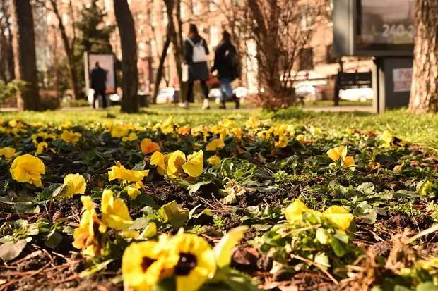 На Кубань наконец приходит весна: во вторник 18 тепла, в начале апреля - 27