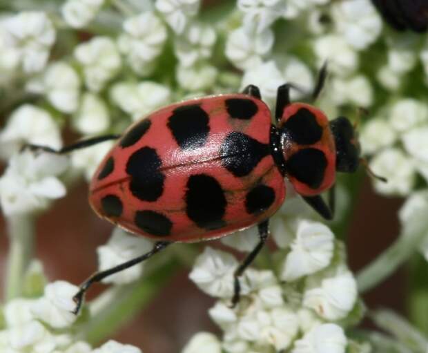 Двенадцатиточечная божья коровка (лат. Coleomegilla maculata)  животные, факты