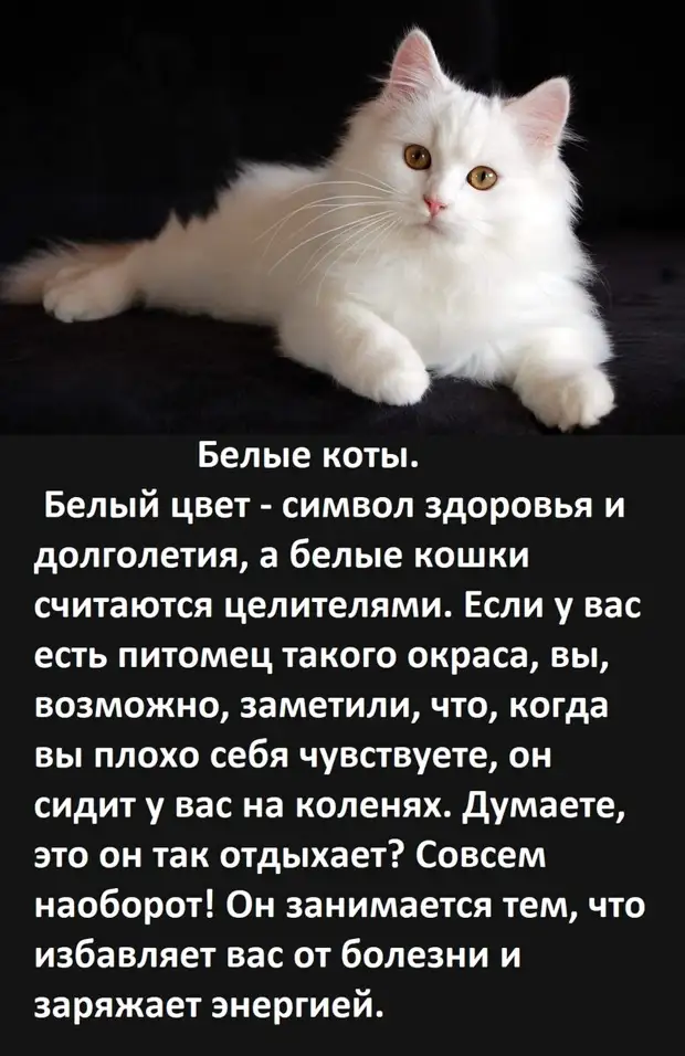 А ВЫ ЗНАЕТЕ, как цвет вашей кошки влияет на вашу судьбу?   Ссылка, первоисточник