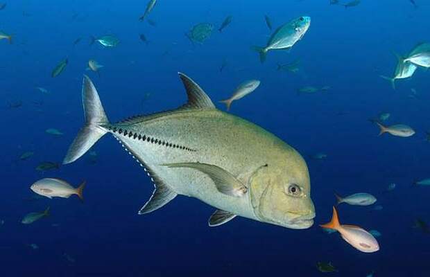 Каранкс-рыба-Описание-особенности-и-среда-обитания-рыбы-каранкс