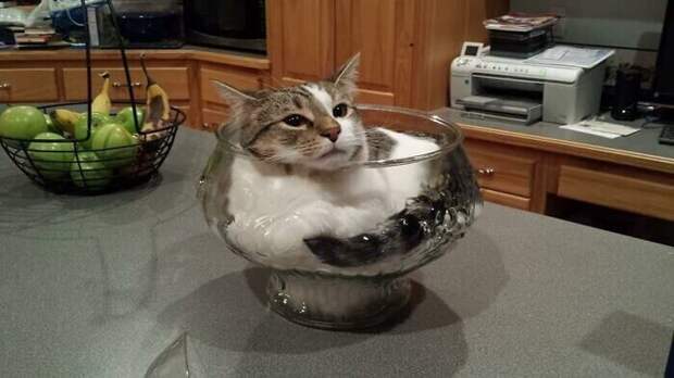 Котики, которые находятся в самых неожиданных местах