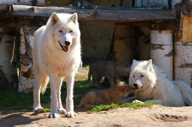 В зоопарке Ижевска родились волчата-близняшки