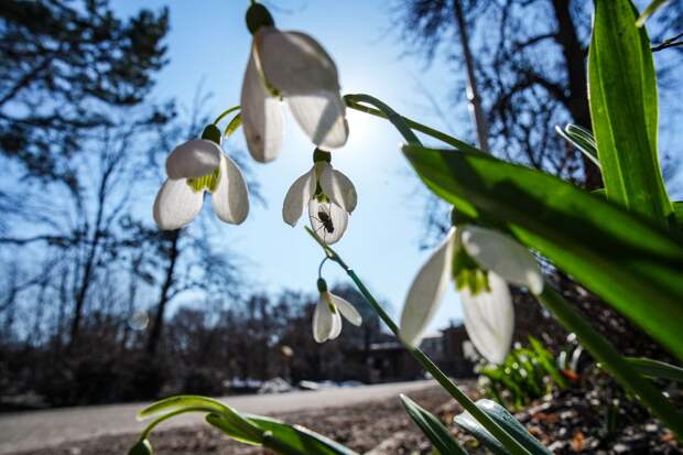 Синоптик Леус: на следующей неделе в Москве ожидается аномальное тепло