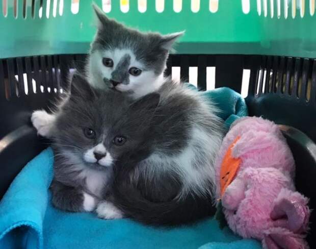 Без кота и жизнь не та