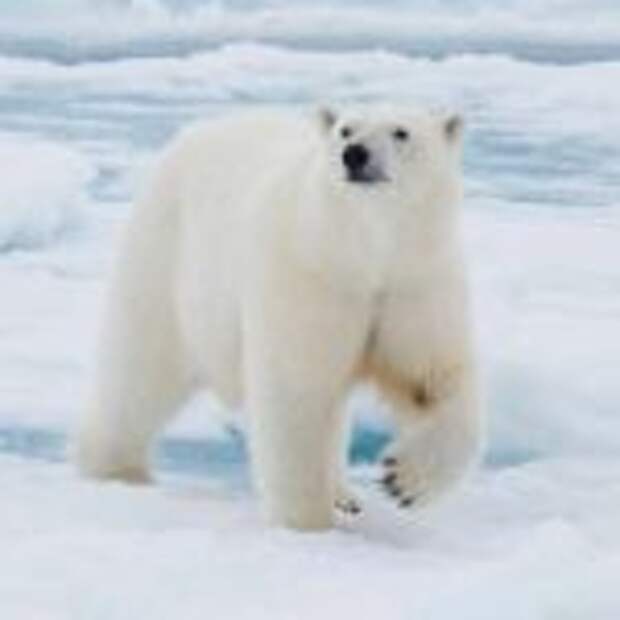 Арктический туризм