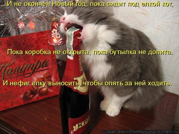 Картинки по запросу ПРикольные рождественские коты