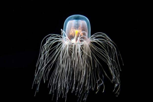 5 фото бессмертной медузы Turritopsis Nutricula, которая знает секрет вечной молодости