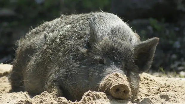 В одном из районов Приморья выявили АЧС у кабанов