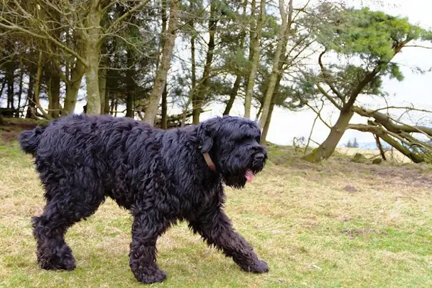 русский черный терьер