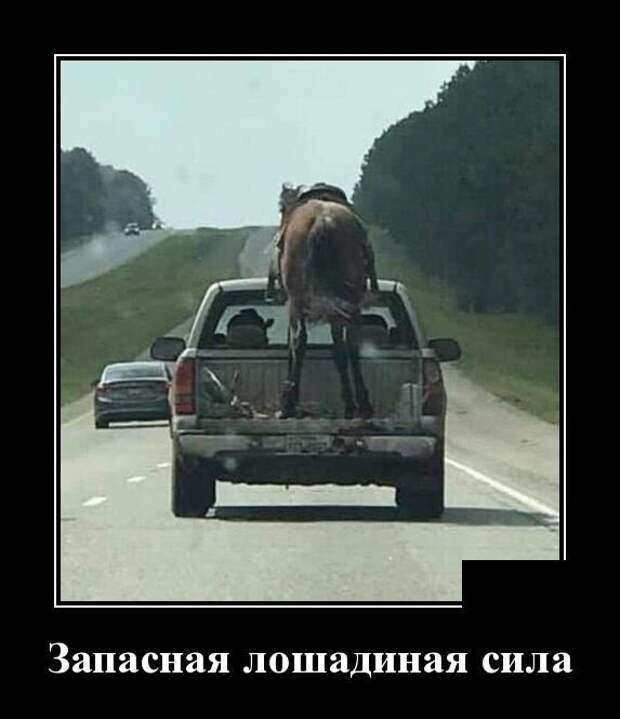 Демотиваторы от Водяной за 15 мая 2019 Каламбур, демотиваторы, животные, коты, юмор