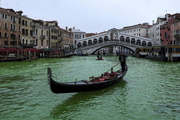 Daily Mail: каналы в Венеции захватывают медузы с исчезающим анусом