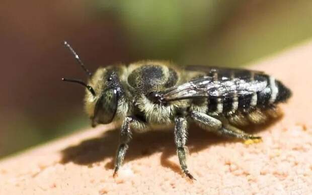 Плотоядные пчелы-стервятники эволюционировали и питаются мясом