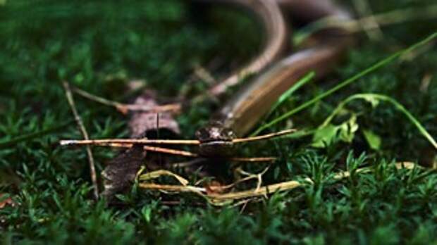 Фото: pixabay.com.