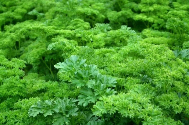 Садовод Туманов рассказал, как обеспечить себя свежей зеленью круглый год