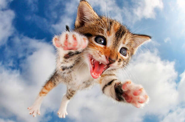 Прыгучие котята от фотографа Сета Кастила, которые поднимут настроение кому угодно