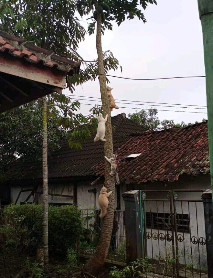 Котики, которые находятся в самых неожиданных местах