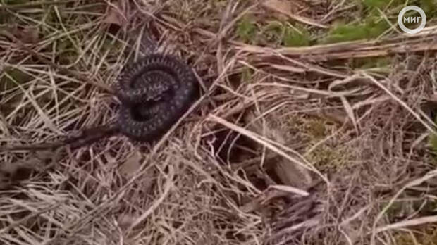 «Не шипи, моя хорошая»: жительница Ноябрьска «поговорила» со змеей