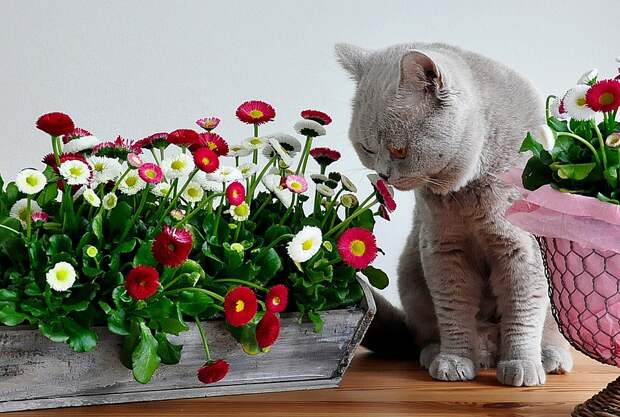 кошки и растения