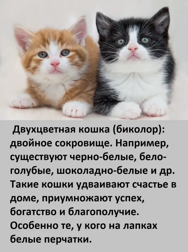 А ВЫ ЗНАЕТЕ, как цвет вашей кошки влияет на вашу судьбу?   Ссылка, первоисточник